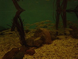 fish