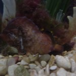 mail pregnant starfish